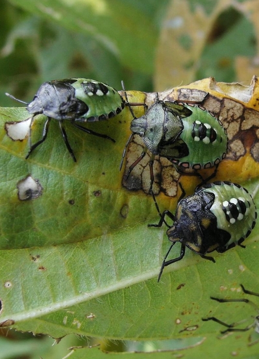 アオクサカメムシ形態10